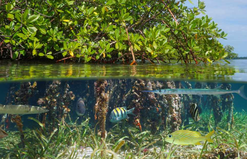 Blue Carbon, Penyelamat Lingkungan yang Tersembunyi